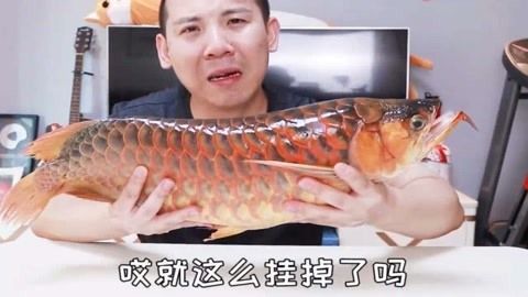 龍魚種類分析 泰國虎魚（泰虎）