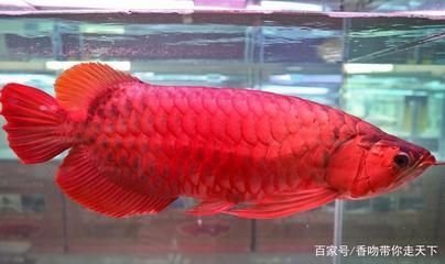 海鮮魚缸養(yǎng)殖鹽度是多少合適（海鮮魚缸養(yǎng)殖鹽度是多少合適呢）