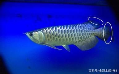 觀賞魚七彩神仙魚食牛心漢堡可不可以用豬肉代替（七彩神仙魚漢堡用牛肉好還是牛心好）