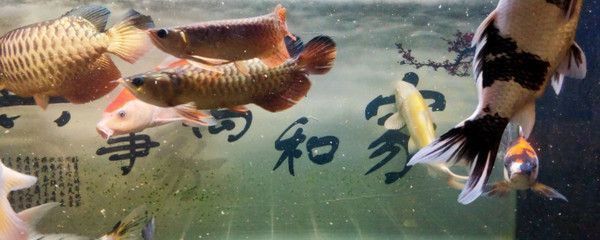 煙臺(tái)市芝罘區(qū)魚(yú)樂(lè)水族館（煙臺(tái)水族館）