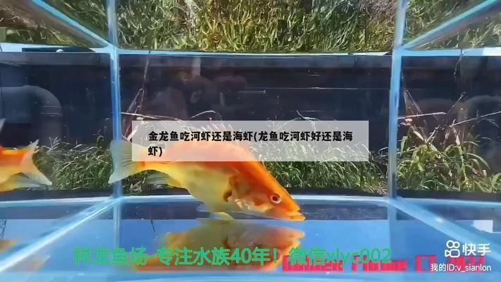 愛斯拉奇能下魚缸嗎視頻教程下載全集免費觀看（愛斯拉奇眼病特效藥）