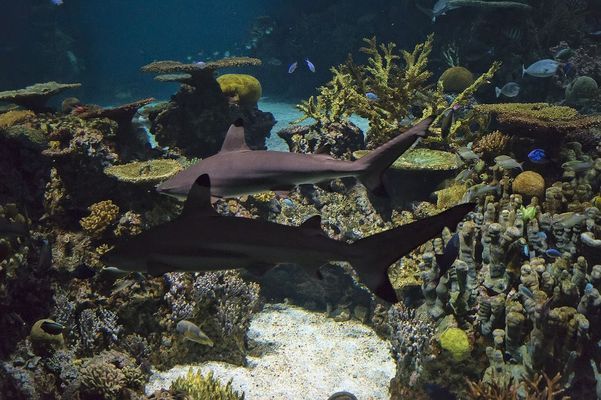 牡丹江市東安區(qū)鵬飛水族館（牡丹江市東安區(qū)鵬飛水族館電話）