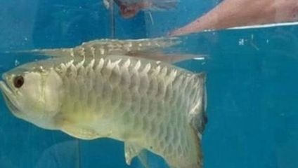 金龍魚(yú)圖案是日本文化（金龍魚(yú)是日本的品牌嗎）