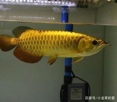 龍魚的飼養(yǎng)溫度要求多少度（龍魚的適宜溫度是多少度）