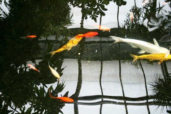 香河家具城水靈軒水族箱銷售處（香河水族市場） 魚缸/水族箱