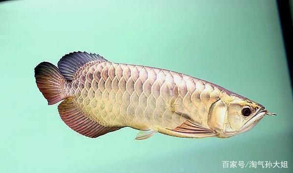 過(guò)背金龍魚怎么看年齡大小，如何通過(guò)觀察金龍魚體長(zhǎng)、鱗片亮度和顏色來(lái)判斷其年齡大小