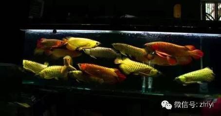 涼山彝族自治州觀賞魚有哪些地方可以養(yǎng)（涼山彝族自治州觀賞魚有哪些地方可以養(yǎng)殖）