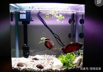 廣州水族批發(fā)市場買觀賞魚便宜嗎（廣州水族批發(fā)市場買觀賞魚便宜嗎多少錢）