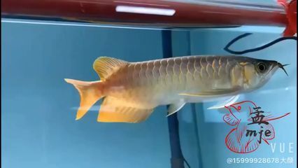 新吳區(qū)曄萍水族用品經(jīng)營部（蘇州曄達給水設(shè)備有限公司） 水族用品