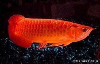 湄公河鯰魚：湄公河鯰魚和巨骨舌魚哪個大