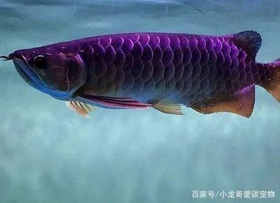 紅龍魚(yú)體型塑造方法（紅龍魚(yú)體型塑造方法圖片）