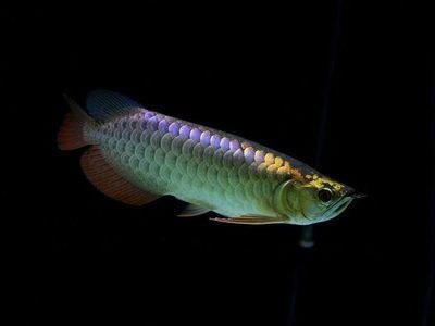 佛山哪里買魚缸最便宜又好用（佛山哪里買魚缸最便宜又好用的） 量子養(yǎng)魚技術