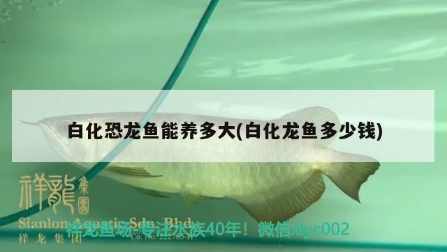 上海市普陀區(qū)皓翔水族館（上海市普陀區(qū)皓翔水族館地址） 全國水族館企業(yè)名錄