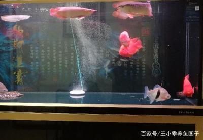 魚缸柜面不平怎么處理（魚缸柜面不平怎么處理好）