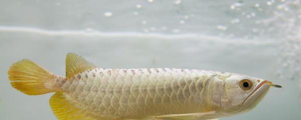 杭州賣魚缸的市場（杭州賣魚缸的市場在哪里）