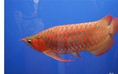 魚缸過濾池怎么做的（魚缸過濾池怎么做的視頻） 量子養(yǎng)魚技術(shù)