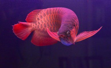 揭陽水族館因要搬家了出售龍魚有意者來電