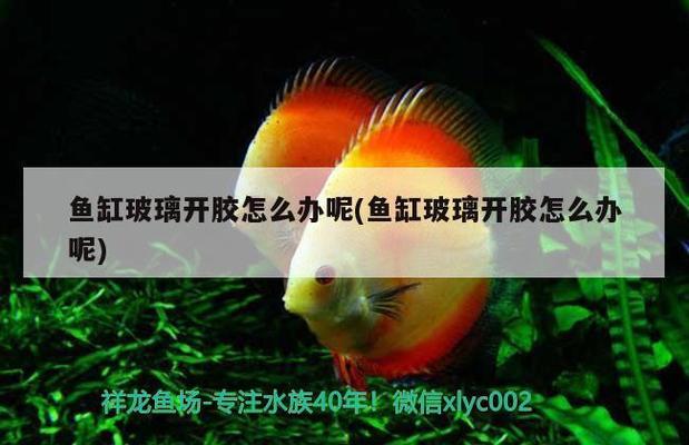 義烏魚(yú)缸定制（義烏魚(yú)缸定制哪家好）