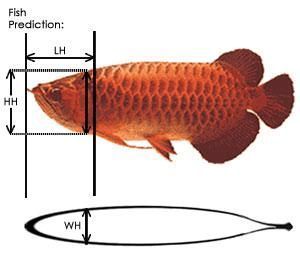 烏拉特前旗烏拉山魚友水族（烏拉特前旗水族店）