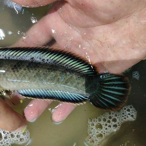 Silver Edition Fish, how's my golden flower?