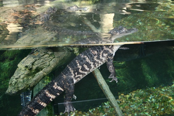 呂梁水族批發(fā)市場(chǎng)（呂梁水族批發(fā)市場(chǎng)在哪里）