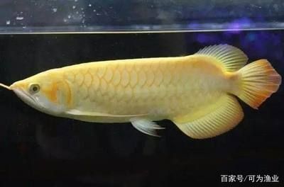 龍魚(yú)的選擇和鑒賞（如何挑選龍魚(yú)）