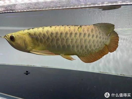 上海市徐匯區(qū)田靈水族館（上海市徐匯區(qū)田靈水族館地址）