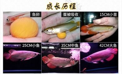 粘魚缸過濾槽教程(魚缸上濾過濾槽自制) 黑白雙星