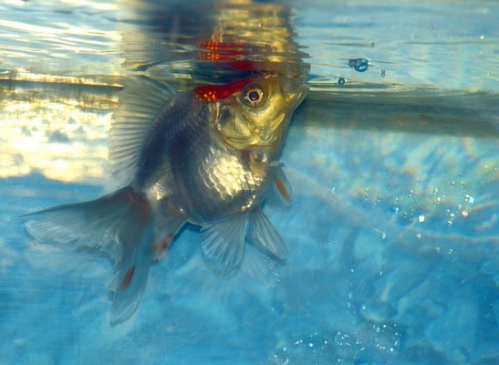 周村祥龍水族館（周村水族店）