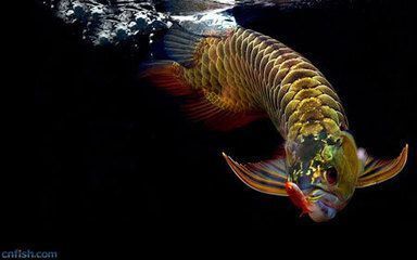 雷龍魚分布圖片大全欣賞（雷龍魚分布圖片大全欣賞視頻） 觀賞魚市場（混養(yǎng)魚）