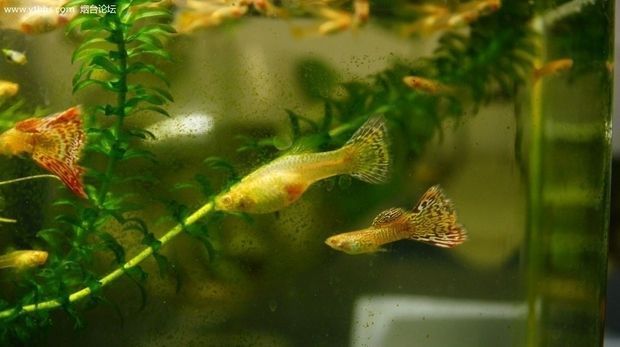 來了看看 月光鴨嘴魚