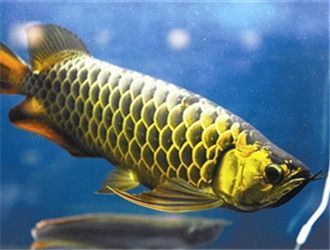 河北邢臺(tái)玻璃魚(yú)缸廠家直銷價(jià)格多少錢(qián)（河北邢臺(tái)玻璃魚(yú)缸廠家直銷價(jià)格多少錢(qián)一個(gè)）