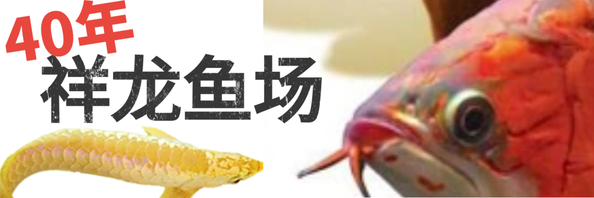 廣元觀賞魚批發(fā)市場(chǎng)（廣元觀賞魚批發(fā)市場(chǎng)地址） 觀賞魚批發(fā)