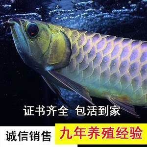 怎樣使紅龍魚食欲增加呢視頻講解（怎樣使紅龍魚食欲增加呢視頻講解下載）