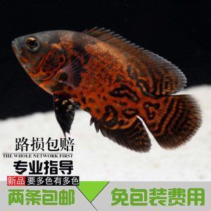 錦州二手魚缸交易平臺哪家好用又實惠（錦州二手魚缸交易平臺哪家好用又實惠的）