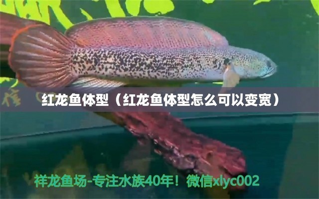 魚缸終于有點東西了金龍今晚也開口吃小魚了