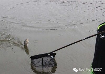 紅龍魚最愛吃什么（紅龍魚最愛吃什么食物）