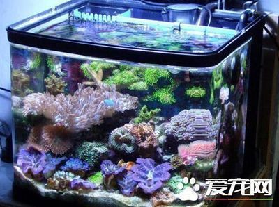 廣州市南沙區(qū)南沙康苑水族店（廣州市南沙區(qū)南沙康苑水族店電話） 全國水族館企業(yè)名錄