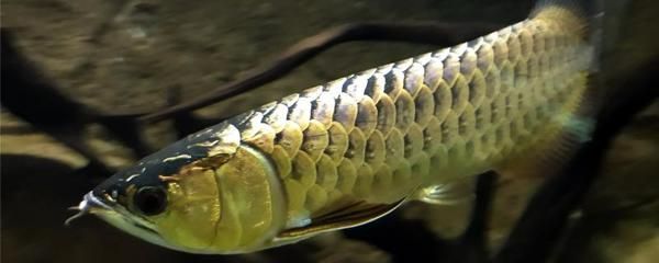 日本觀賞魚進(jìn)口價格表（日本淡水觀賞魚）