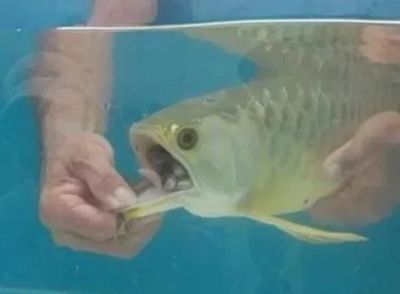 森森魚缸拆卸視頻教程 水族問答