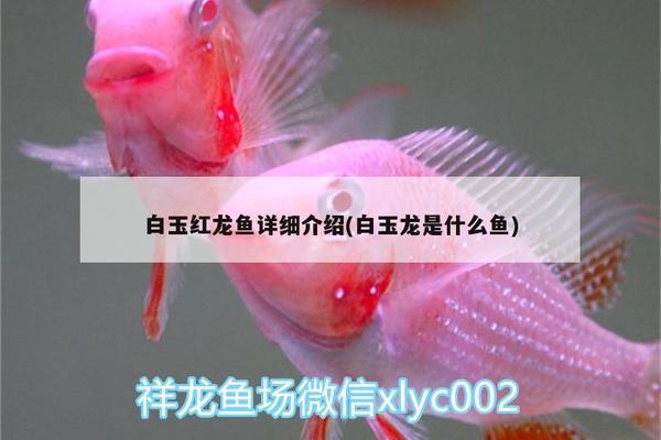 红龙鱼怎么养及喂养技巧视频教学（红龙鱼怎么养及喂养技巧视频教学全集）