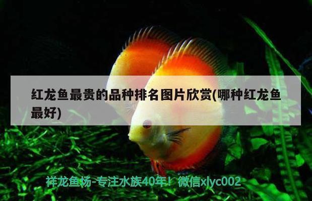 龍魚是母魚嗎？