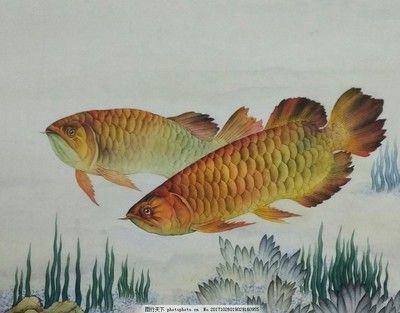 德州觀賞魚批發(fā)價(jià)格多少(德州觀賞魚批發(fā)市場) 觀賞魚批發(fā)