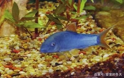 青海生物科技产业园泓羿水族店