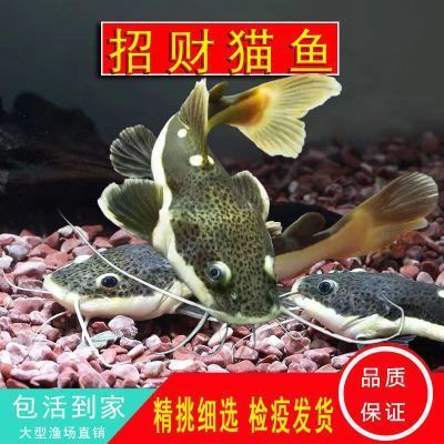 銀龍魚和青龍魚的區(qū)別是什么呢 水族問答