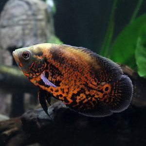 如何選擇適合元寶鳳凰魚的飼料：元寶鳳凰魚專用飼料品牌推薦,如何判斷元寶鳳凰魚飼料新鮮度