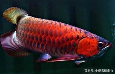 武漢市江岸區(qū)福樂(lè)多水族館（武漢市江岸區(qū)福樂(lè)多水族館地址） 全國(guó)水族館企業(yè)名錄