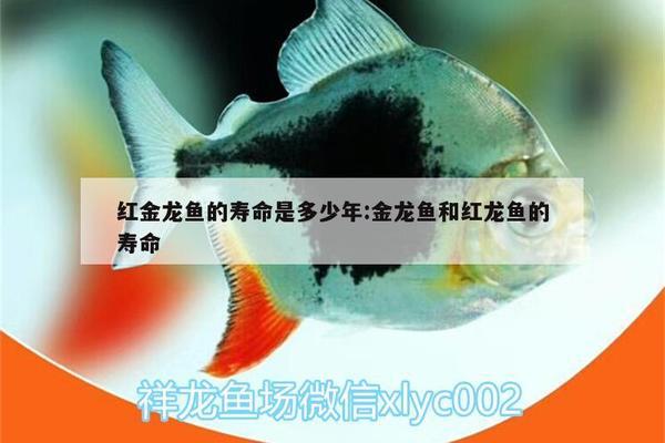 西安魚缸定制祥龍魚場(chǎng)電話地址及相關(guān)信息