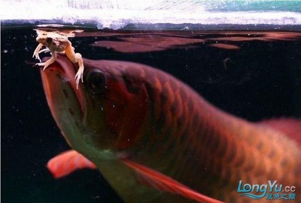 中卫市热带鱼林水族生活馆（中卫市热带鱼林水族生活馆地址）