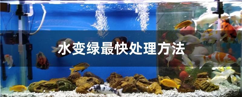 觀賞魚卡通圖片可愛呆萌(觀賞魚繪畫) 紅龍魚百科